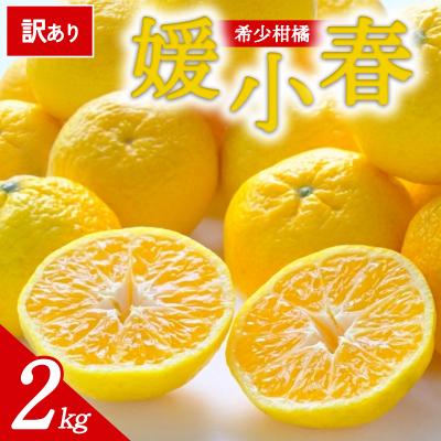 ふるさと納税 西予市 [先行受付]<訳あり 愛媛県産 媛小春 約2kg>ミヤモトオレンジガーデン えひめ