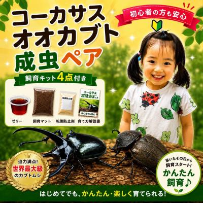 ふるさと納税 京都市 [虹色Farm]コーカサスオオカブト 成虫ペア 〜初心者の方も安心!飼育キット4点付