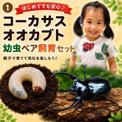 ふるさと納税 京都市 [虹色Farm]コーカサスオオカブト 幼虫2匹(ペア) 〜初心者の方も安心!飼育キット2点付