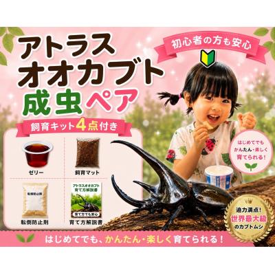 ふるさと納税 京都市 [虹色Farm]アトラスオオカブト 成虫ペア 〜初心者の方も安心!飼育キット4点付
