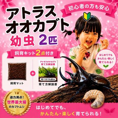 ふるさと納税 京都市 [虹色Farm]アトラスオオカブト 幼虫2匹(ペア) 〜初心者の方も安心!飼育キット2点付