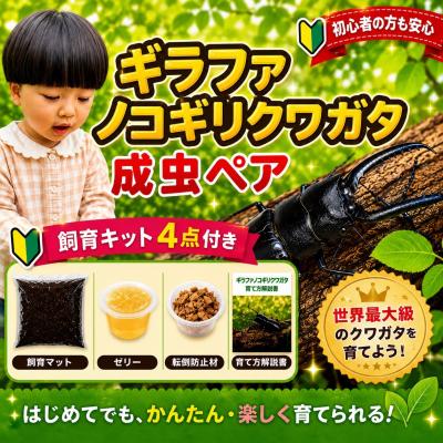 ふるさと納税 京都市 [虹色Farm]ギラファノコギリクワガタ 成虫ペア 〜初心者の方も安心!飼育キット4点付