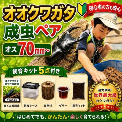 ふるさと納税 京都市 [虹色Farm]オオクワガタ 成虫ペア(オス70mm〜)〜初心者の方も安心!飼育キット5点付