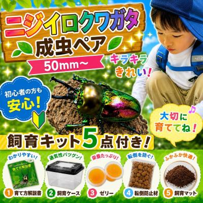 ふるさと納税 京都市 [虹色Farm]ニジイロクワガタ 成虫ペア(50mm〜) 〜初心者の方も安心!飼育キット5点付