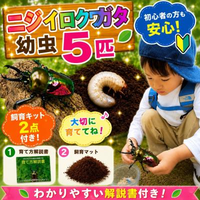 ふるさと納税 京都市 [虹色Farm]ニジイロクワガタ 幼虫5匹 〜初心者の方も安心!飼育キット2点付