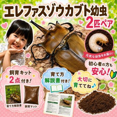 ふるさと納税 京都市 [虹色Farm]エレファスゾウカブト 幼虫2匹(ペア) 〜初心者の方も安心!飼育キット2点付