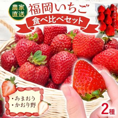 ふるさと納税 古賀市 [2027年2月より順次発送]福岡いちご2種 食べ比べセット(あまおう&amp;かおり野)2026