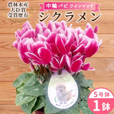 ふるさと納税 設楽町 愛知県産 シクラメン 中輪パピ 5号鉢×1鉢 ワインレッド 花 鉢 ガーデニング