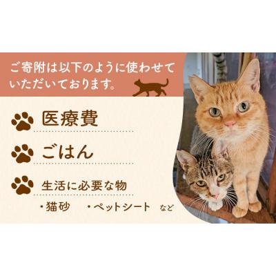 ふるさと納税 南阿蘇村 【返礼品なし】保護猫支援寄附 6,000円 一般社団法人オープンセサミアライブ |  | 02