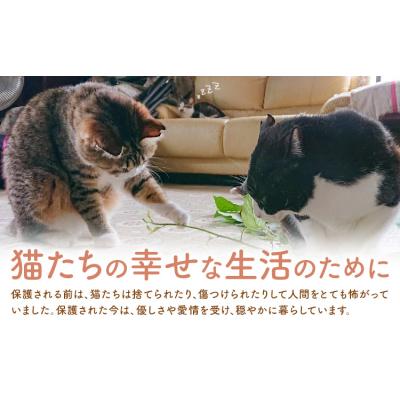 ふるさと納税 南阿蘇村 [返礼品なし]保護猫支援寄附 10,500円 一般社団法人オープンセサミアライブ