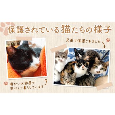 ふるさと納税 南阿蘇村 【返礼品なし】保護猫支援寄附 10,500円 一般社団法人オープンセサミアライブ |  | 01
