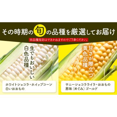 ふるさと納税 日高町 [ 先行予約 ]とうもろこし 約 5本 2kg のざわ農園 [2026年8月上旬-9月中旬頃出荷]