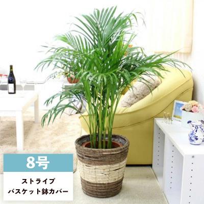 ふるさと納税 筑前町 アレカヤシ 8号 ストライプバスケット鉢カバー 土の表面:ウッドチップ