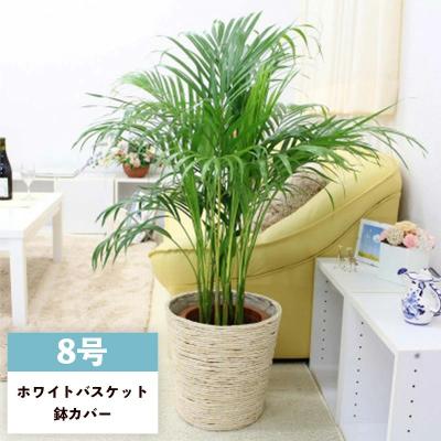 ふるさと納税 筑前町 アレカヤシ 8号 ホワイトバスケット鉢カバー 土の表面:ウッドチップ