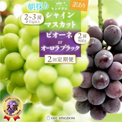 ふるさと納税 瀬戸内市 [ご家庭用]2回 定期便 ピオーネ オーロラブラック シャインマスカット 岡山県産[21F7004]