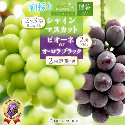ふるさと納税 瀬戸内市 [贈答クラス]2回定期便 ピオーネ オーロラブラック シャインマスカット 岡山県産[21F7005]