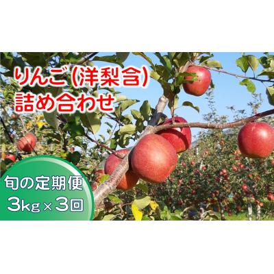 ふるさと納税 陸前高田市 先行受付 [定期便/3回] りんご 洋梨 詰め合わせ 約3kg×3回お届け フルーツ 定期便