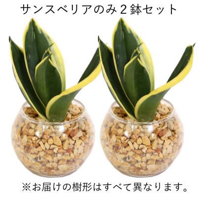 ふるさと納税 筑前町 土を使わないで清潔なミニ観葉植物 ゼオライト植え・ガラス鉢 丸形 2鉢セット(サンスベリア)