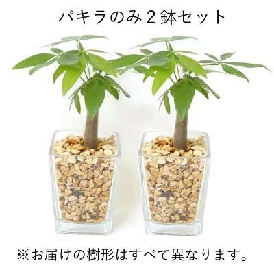 ふるさと納税 筑前町 土を使わないで清潔なミニ観葉植物 ゼオライト植え・ガラス鉢 スクエア形 2鉢セット(パキラ)