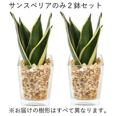 ふるさと納税 筑前町 土を使わないで清潔なミニ観葉植物 ゼオライト植え・ガラス鉢 スクエア形 2鉢セット(サンスベリア)