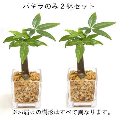 ふるさと納税 筑前町 土を使わないで清潔なミニ観葉植物 ゼオライト植え・ガラス鉢 キューブ形 2鉢セット(パキラ)