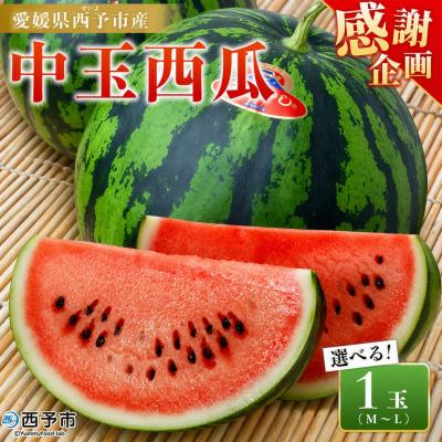 ふるさと納税 西予市 [感謝企画]スイカ <愛媛県西予市産 中玉西瓜 1玉> 果物 えひめ