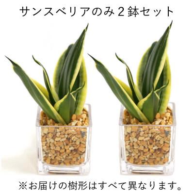 ふるさと納税 筑前町 土を使わないで清潔なミニ観葉植物 ゼオライト植え・ガラス鉢 キューブ形 2鉢セット(サンスベリア)