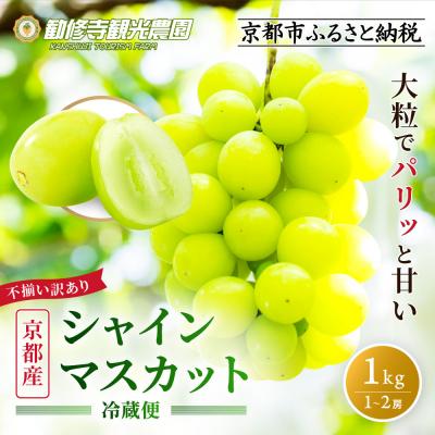ふるさと納税 京都市 [先行予約 2026年8月下旬〜9月発送]不揃い訳あり 京都市産 シャインマスカット 1kg