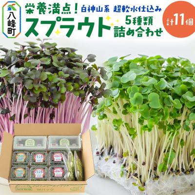 ふるさと納税 八峰町 スプラウト 5種 詰め合わせ 計11個[白神山系 超軟水仕込み]|16_mtn-010101
