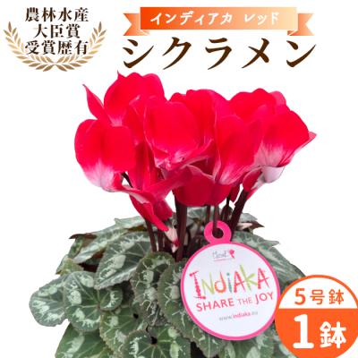 ふるさと納税 設楽町 愛知県産 シクラメン インディアカ 5号鉢×1鉢 レッド 花 生花 ガーデニング