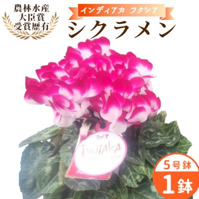ふるさと納税 設楽町 愛知県産 シクラメン インディアカ 5号鉢×1鉢 フクシア 花 生花 ガーデニング