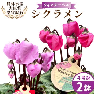 ふるさと納税 設楽町 愛知県産 シクラメン ウィンターベル 4号鉢×2鉢 2色セット マゼンタ×バイオレット 花 生花
