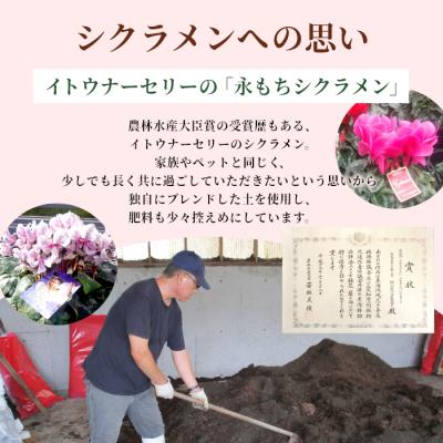 ふるさと納税 設楽町 愛知県産 シクラメン ウィンターベル  4号鉢×2鉢 2色セット マゼンタ×バイオレット 花 生花 |  | 01