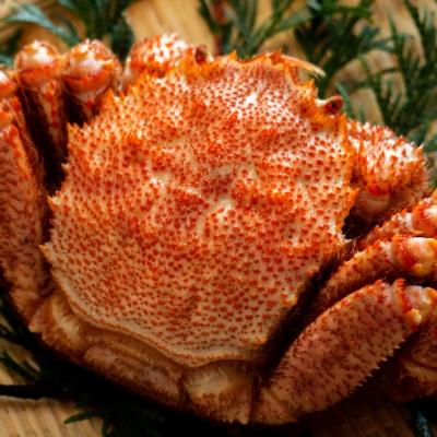 ふるさと納税 大槌町 [令和9年発送先行予約]三陸産!活毛ガニ 500g×1杯[2027年2月〜4月発送]