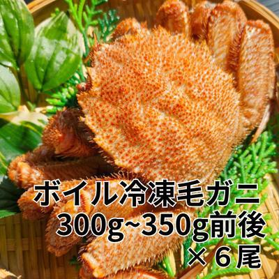 ふるさと納税 根室市 ボイル毛ガニ300g〜350g前後×6尾セット