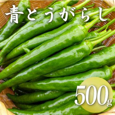 ふるさと納税 三原村 三原村産 ゆず農家が作る 大きな青唐辛子"大紅" 500g 長さ8〜15cm!