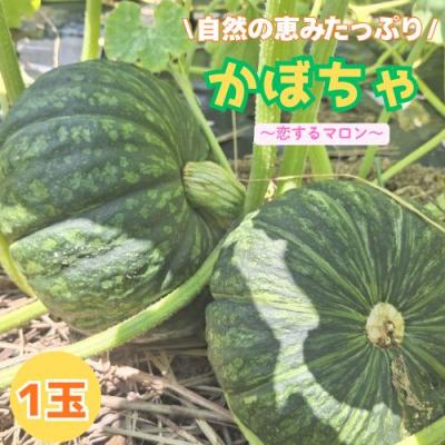 ふるさと納税 奈半利町 高知の自然の恵みたっぷりこだわりかぼちゃ[恋するマロン]1玉 130004