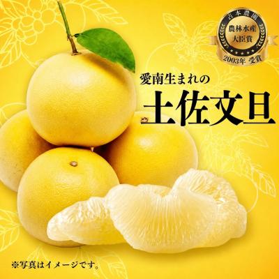 ふるさと納税 愛南町 [先行予約][発送:2027年3月上旬〜]贈答用 土佐文旦 4kg 愛媛県 愛南町 吉本農園