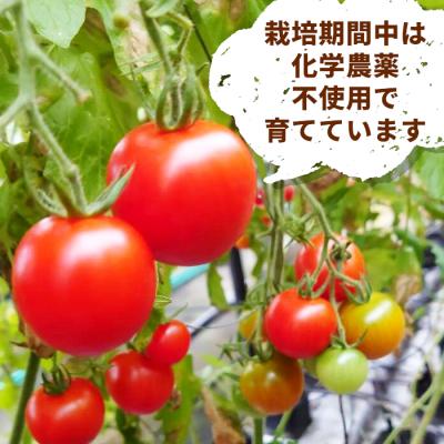 ふるさと納税 設楽町 栽培期間中農薬不使用 中玉トマト シンディースイート あゆち姫 1.5kg ミニトマト とまと |  | 02