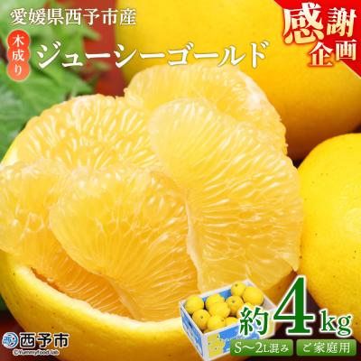 ふるさと納税 西予市 <木成り ジューシーゴールド(河内晩柑)ご家庭用 約4kg>訳ありかわちばんかん みかん