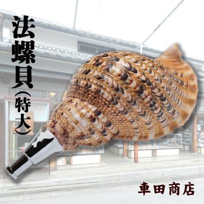 ふるさと納税 吉野町 法螺貝(特大)[車田商店]