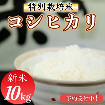 ふるさと納税 三原村 新米先行受付!令和8年産(精白米) 特別栽培米 こしひかり10kg