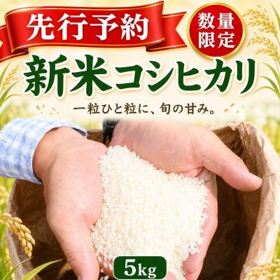 ふるさと納税 室戸市 [指定日配送OK!]令和8年産とれたて新米コシヒカリ5kg