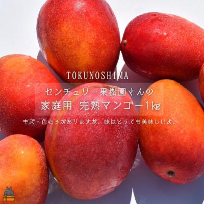 ふるさと納税 徳之島町 ≪今が旬!≫[家庭用]徳之島センチュリー果樹園さんの完熟マンゴー1kg(2〜3玉)