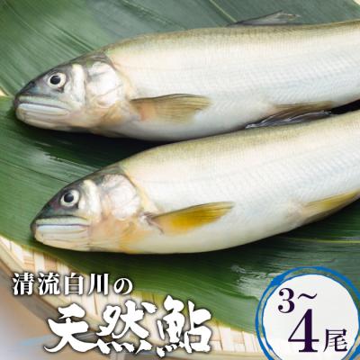 ふるさと納税 東白川村 [数量限定]清流白川の天然鮎 3〜4匹 魚 川魚 あゆ 岐阜県東白川村