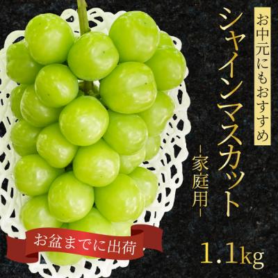ふるさと納税 三原市 シャインマスカット 家庭用 1.1kg [249-001]