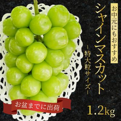 ふるさと納税 三原市 シャインマスカット 特大粒 1.2kg [249-003]