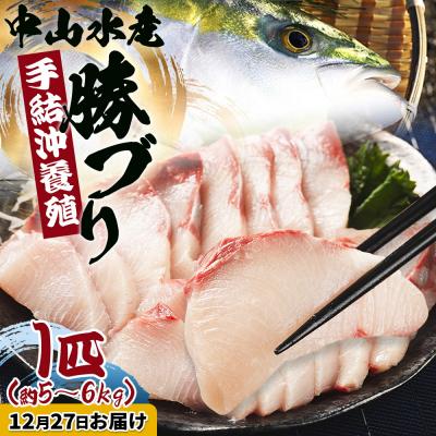 ふるさと納税 香南市 [12月27日お届け]高知県産ブリ1尾 (5kg〜6kg) 「勝ブリ」 ny-0018
