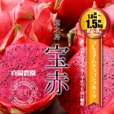 ふるさと納税 天城町 貞岡農園 プレミアム ドラゴンフルーツ 赤玉 1〜1.5kg(2玉〜3玉)天城町産 徳之島宝赤