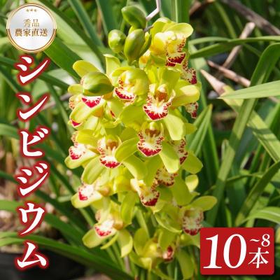 ふるさと納税 小松島市 洋蘭 シンビジウム 8 ~ 10本 蘭 ラン 洋ラン 花 お花 徳島県 小松島市